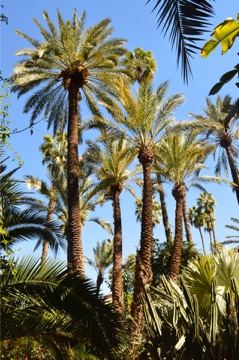 Le jardin Majorelle